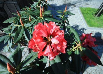 servicii publice iasi Pietonalul Ştefan cel Mare