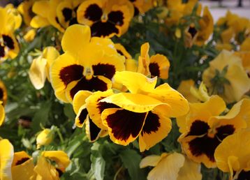 servicii publice iasi Pietonalul Ştefan cel Mare