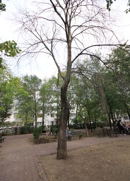 servicii publice iasi parcul voievozilor