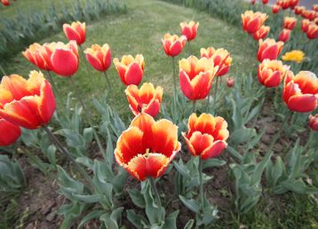 servicii publice iasi - Copou