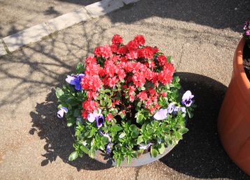 servicii publice iasi pietonal stefan cel mare