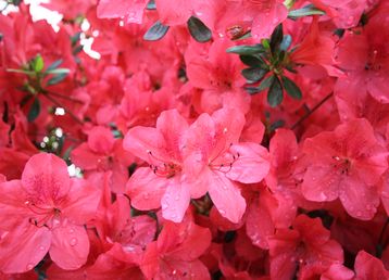 servicii publice iasi zona centrala
