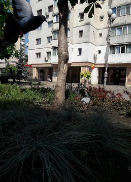 servicii publice iasi Esplanada Oancea