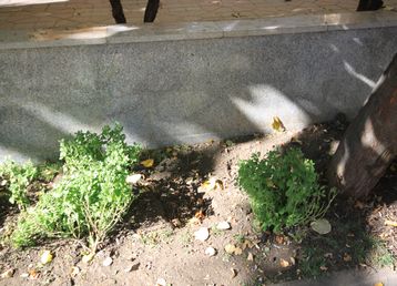 servicii publice iasi Esplanada Oancea