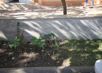 servicii publice iasi Esplanada Oancea