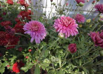 servicii publice iasi podul ros