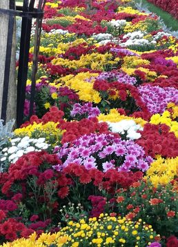 servicii publice iasi hram sf. parascheva