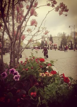 servicii publice iasi primaria iasi