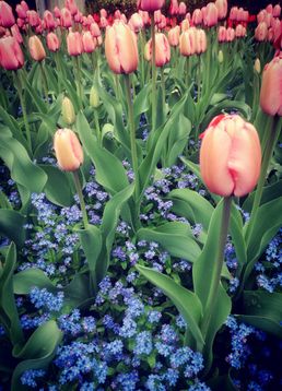 servicii publice iasi primaria iasi