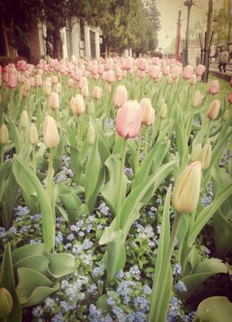 servicii publice iasi primaria iasi