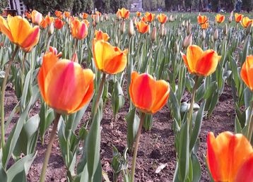 servicii publice iasi - Copou