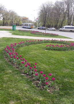 servicii publice iasi copou