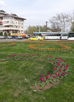servicii publice iasi copou