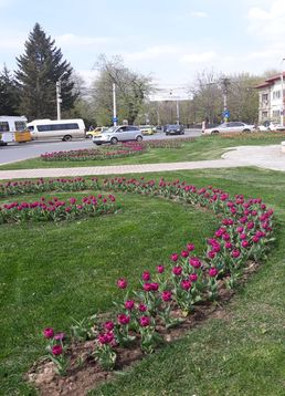 servicii publice iasi copou
