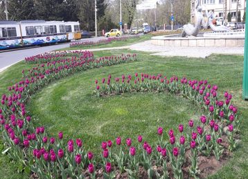 servicii publice iasi copou