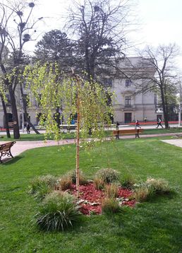 servicii publice iasi copou