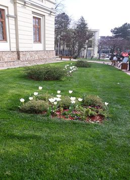 servicii publice iasi copou